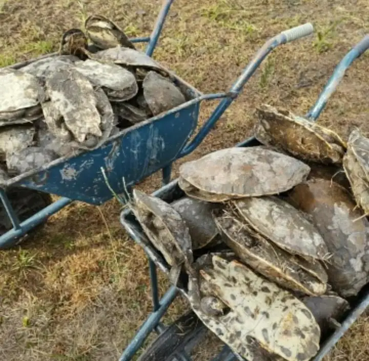 tortuga4.jpg